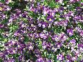 Violets / Viola 